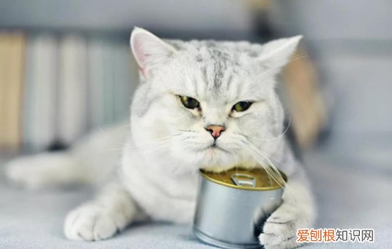 猫罐头营养价值高吗 猫罐头对猫有什么作用,猫罐头对猫有营养吗,猫吃猫罐头有什么好处