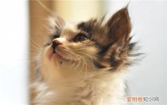 猫掉毛是不是营养不良 猫掉毛是什么原因,猫掉毛是营养不良吗,猫掉毛是皮肤病吗