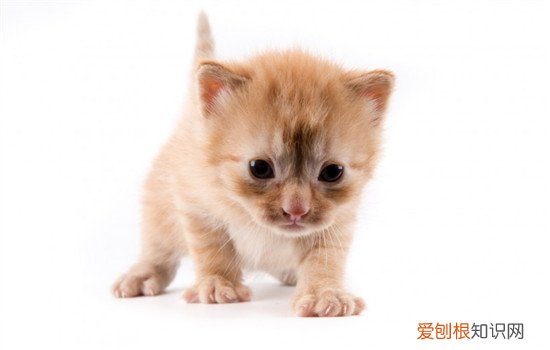 猫掉毛是不是营养不良 猫掉毛是什么原因,猫掉毛是营养不良吗,猫掉毛是皮肤病吗