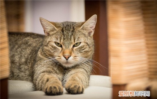 猫咪换季掉毛掉多久 猫换季掉毛,猫什么时候换季掉毛,猫换掉毛要持续多久