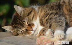 猫咪换季掉毛掉多久 猫换季掉毛,猫什么时候换季掉毛,猫换掉毛要持续多久
