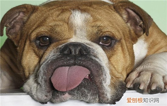 狗狗胰腺炎怎么引起的 饮食占了非常大一部分!