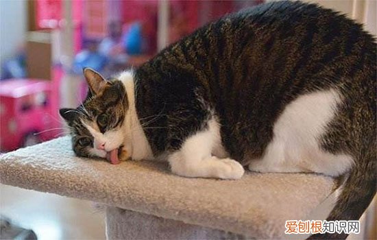 怎样把猫养胖,我家猫太瘦了 猫太胖了怎么减肥,猫太胖了怎么办,猫咪太胖了怎么减肥