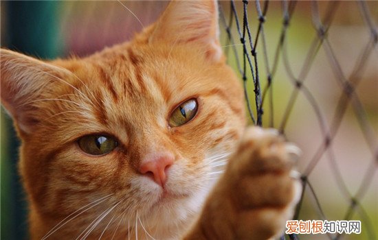 猫咪流眼泪因为什么 猫流眼泪是什么原因,猫流眼泪是哭吗,猫流眼泪是因为什么