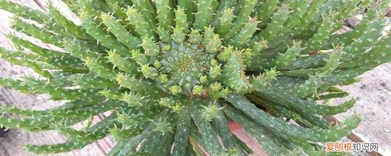 孔雀球几天浇一次水合适 孔雀球几天浇一次