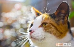 吃什么让猫增肥 猫咪增肥要注意什么,猫咪增肥吃什么,如何给猫咪增肥