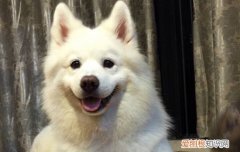 狗狗巴贝斯虫病症状 夏季多发！一定要警惕！