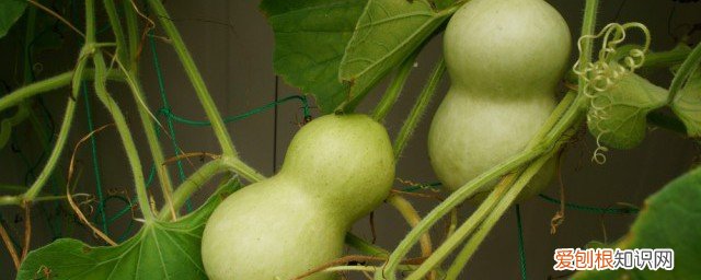 春节摆什么葫芦寓意好 春节挂的葫芦彩灯寓意是什么
