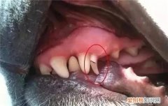 狗狗牙结石是怎么形成的 现在刷牙还不晚