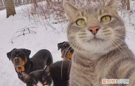 猫咪外用驱虫药怎么滴 猫驱虫药怎么使用,猫驱虫药怎么用,猫驱虫药怎么滴
