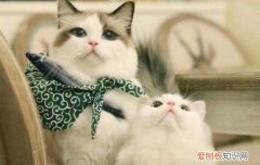 猫咪外用驱虫药怎么滴 猫驱虫药怎么使用,猫驱虫药怎么用,猫驱虫药怎么滴