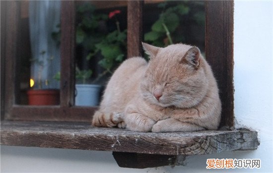怎样把猫养胖,我家猫太瘦了 猫太瘦了怎么喂胖,猫太瘦了怎么办,猫太瘦了吃什么会变胖