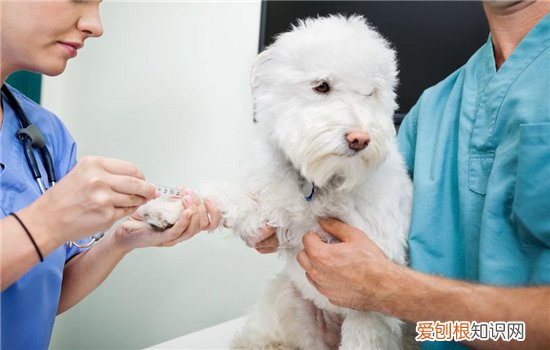 狗子宫蓄脓狗狗痛苦吗 狗狗子宫蓄脓得赶紧治疗!