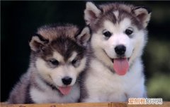 犬用子宫消炎药 最好接受专业的兽医治疗哦！