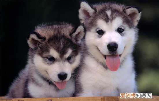犬用子宫消炎药 最好接受专业的兽医治疗哦!