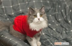 如何让猫不无聊 怎么让猫不无聊,怎么让猫不觉得无聊,猫在家很无聊怎么办