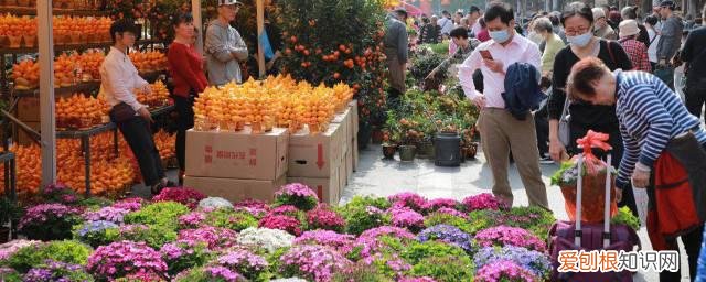 春节来临家里摆什么花 春节适合摆什么花