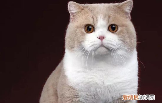 猫咪总吃塑料袋是什么原因 猫老是咬塑料袋,猫咪老是吃塑料袋,猫为什么老是吃塑料袋