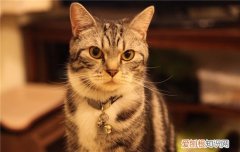 猫为什么喜欢舔自己的尾巴,猫为什么一直舔自己的尾巴,猫舔尾巴根什么意思