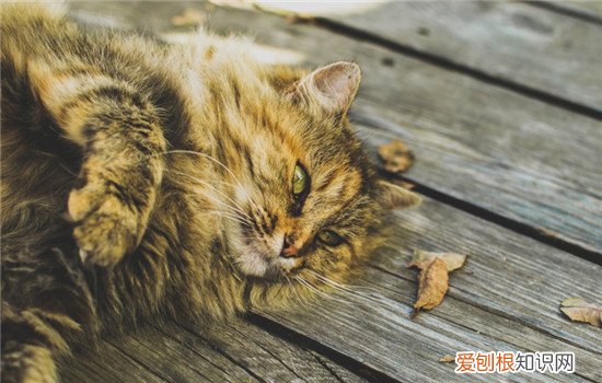 猫为什么喜欢舔自己的尾巴,猫为什么一直舔自己的尾巴,猫舔尾巴根什么意思