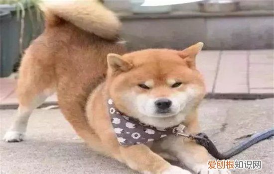狗狗打喷嚏怎么回事 这些情况你要警惕了