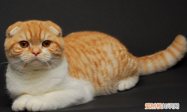 猫生病不吃东西呕吐,猫生病不吃东西不拉屎,猫生病不吃东西瘦的很快