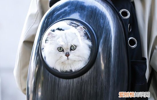 猫生病不吃东西呕吐,猫生病不吃东西不拉屎,猫生病不吃东西瘦的很快
