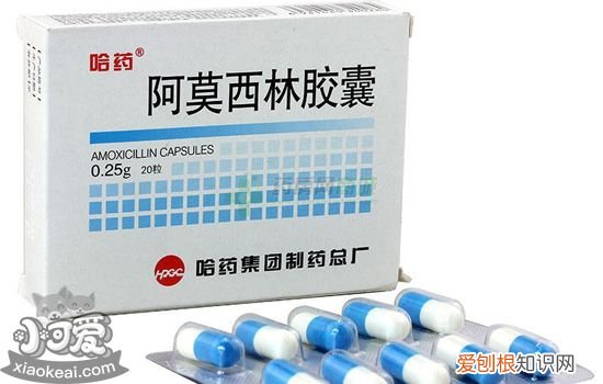 狗狗抗生素过量的表现 别在宠物医院只能听医生的话