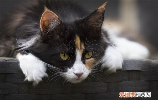 猫咪梳毛好处 给猫梳毛有什么好处,给猫梳毛有什么用,给猫梳毛好吗