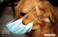 狗狗中暑怎么办 狗狗急性中暑与慢性中暑的症状及救治方法