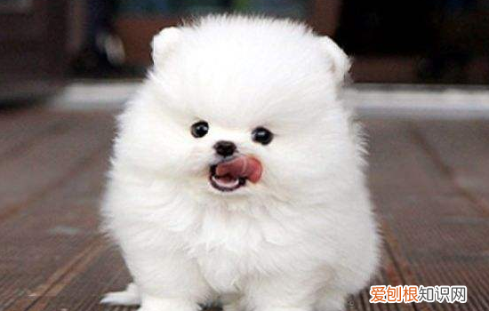 狗狗耳朵血肿如何消肿 血肿的情况真的不可以忽视!