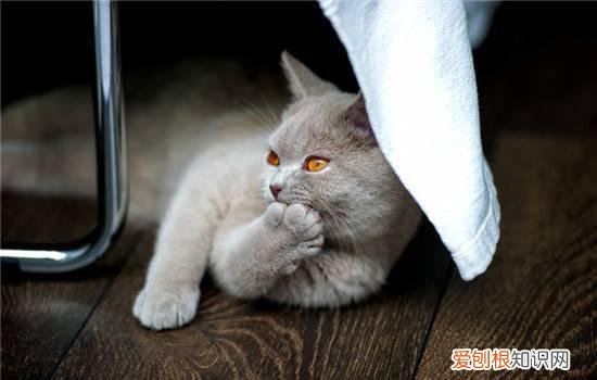 让猫减肥的方法 怎么给猫减肥又不让她饿,怎么给自己的猫减肥,猫怎么健康减肥
