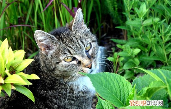 猫用爪子喝水怎么办,猫咪为什么喜欢用爪子喝水,猫用爪子喝水会得病吗