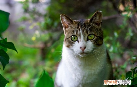 猫用爪子喝水怎么办,猫咪为什么喜欢用爪子喝水,猫用爪子喝水会得病吗
