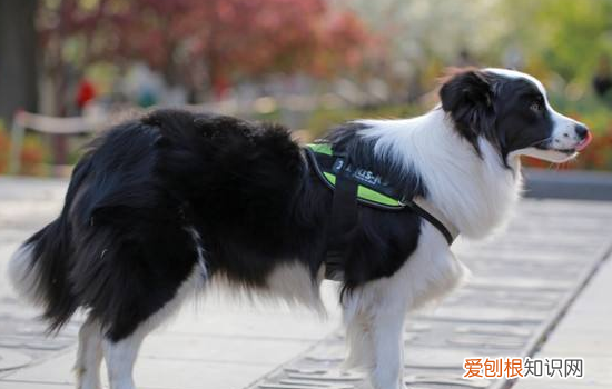 狗胃炎症状及治疗方法 这次真的要注意狗狗的胃部保养了!