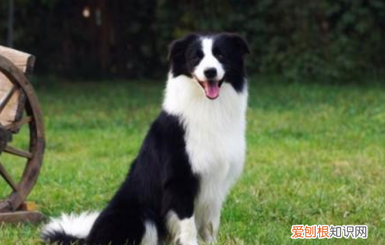 狗胃炎症状及治疗方法 这次真的要注意狗狗的胃部保养了!