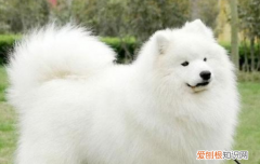 狗耳朵血肿自愈 这都已经血肿了怎么可能会自愈呢？
