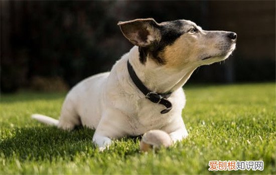 狗鼻子褪色是咋了 什么因素会导致鼻子褪色