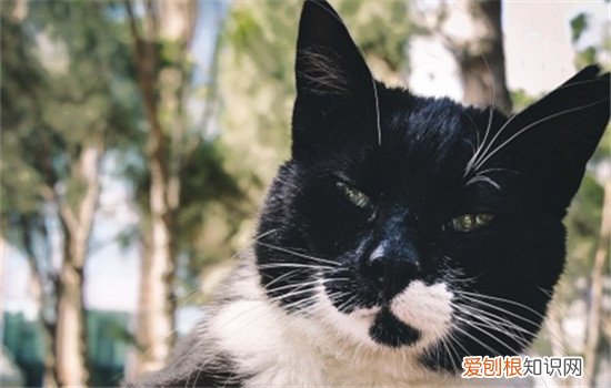猫狗狂犬病发病症状以及持续时间 猫狂犬病症状表现,猫狂犬病潜伏期,猫狂犬病能活多久