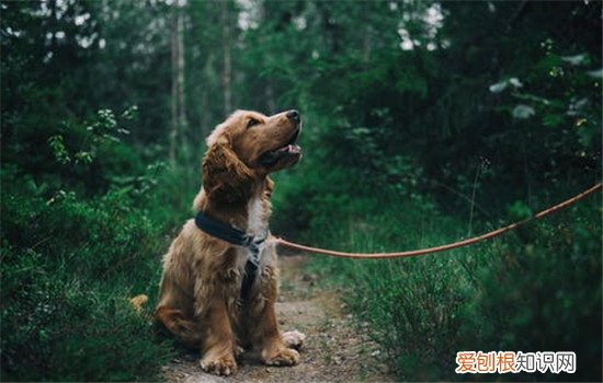 狗狗为什么会得肺炎 引起狗狗肺炎的原因有哪些