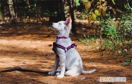 狗狗疫苗要打几针 狗狗疫苗打几次比较好