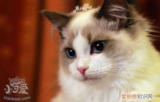 布偶猫脊背部毛质变硬了 布偶猫毛变得断硬粗糙,布偶猫背部毛变硬,布偶猫脱毛毛变硬