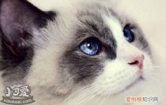 布偶猫脊背部毛质变硬了 布偶猫毛变得断硬粗糙,布偶猫背部毛变硬,布偶猫脱毛毛变硬