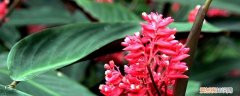 紫背竹芋的养殖方法和注意事项 紫背竹芋的养殖方法