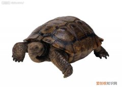 梦见乌龟生了好多小乌龟，梦见乌龟生下小乌龟什么意思