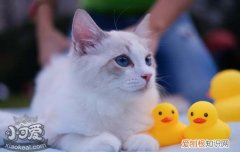 布偶猫怎么掉毛少 布偶猫掉毛多吗,布偶毛掉毛严重怎么办,布偶猫掉毛怎么解决