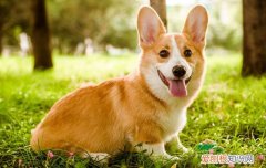 狗狗小便处有脓 狗狗小便处滴脓液一样的东西是什么