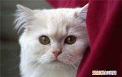 猫咪需不需要遛 猫需要遛弯吗,猫是否需要遛,猫需要出门遛吗
