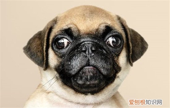 狗狗眼睛红肿凸出来了 第三眼睑增生是什么