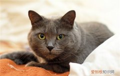 猫老乱抓东西怎么办 怎么防止猫乱抓东西,猫总是乱抓怎么办,猫为什么到处乱抓